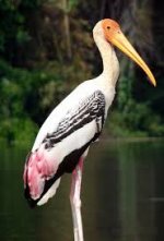 stork.jpg