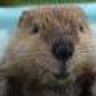 Romsey Beaver